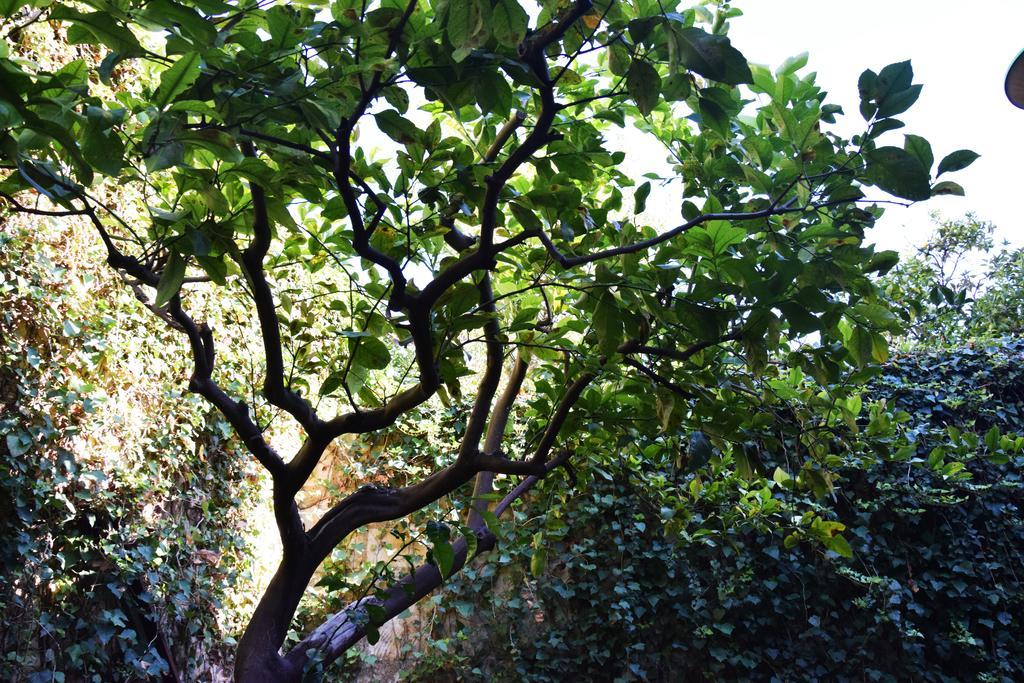 ArtRoom Garden Noto Buitenkant foto